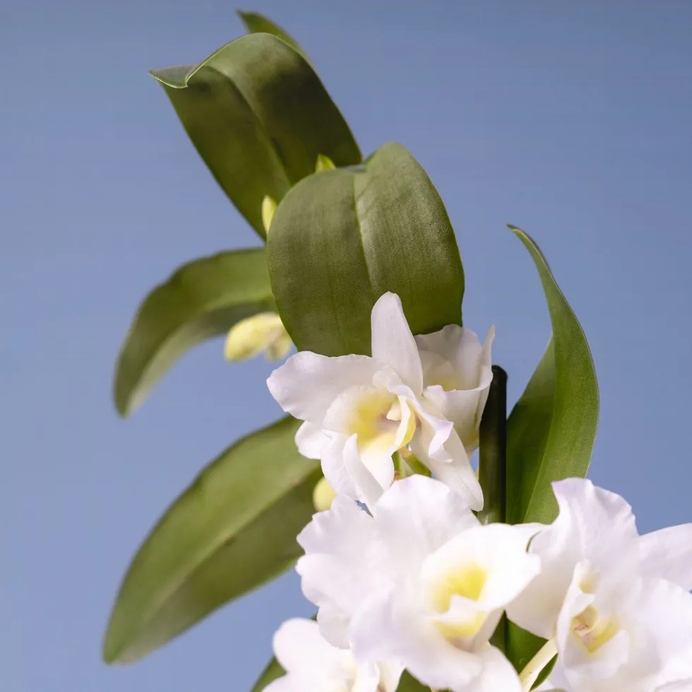 Orquídea Dendrobium nobile