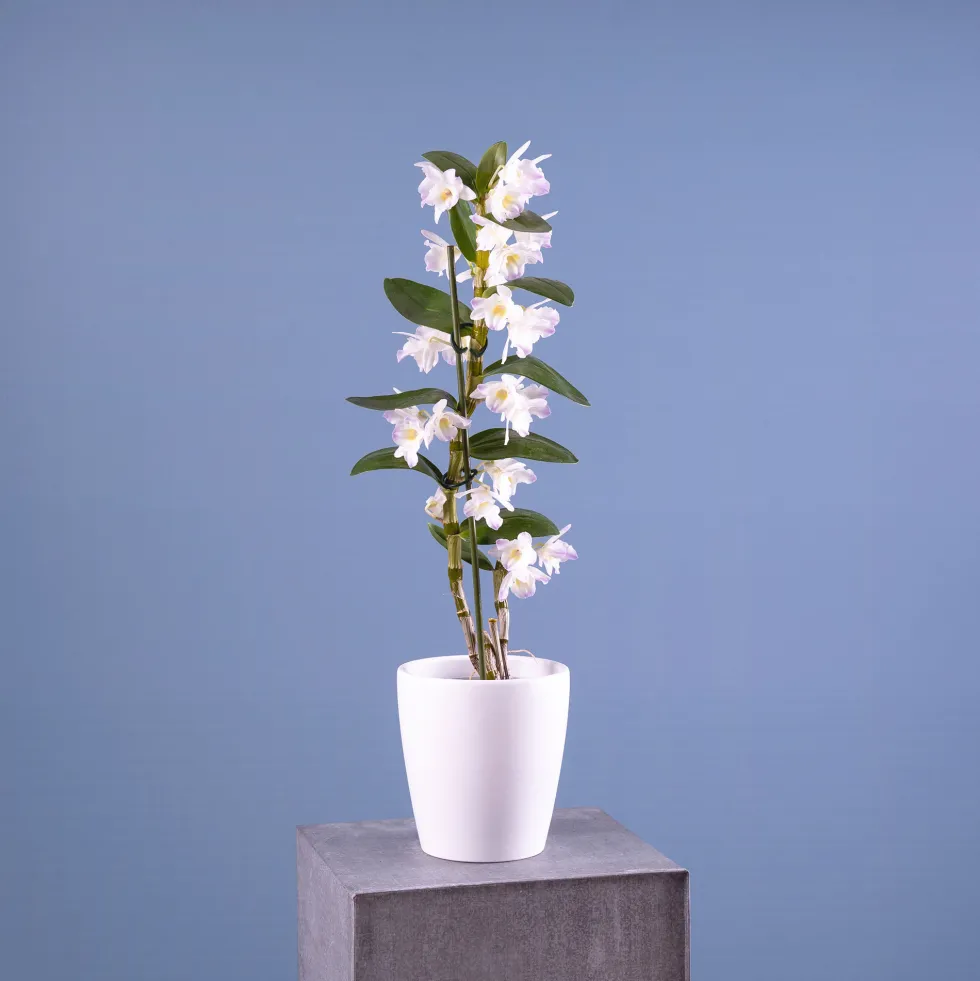 Orquídea Dendrobium nobile