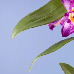 Orquídea Dendrobium nobile