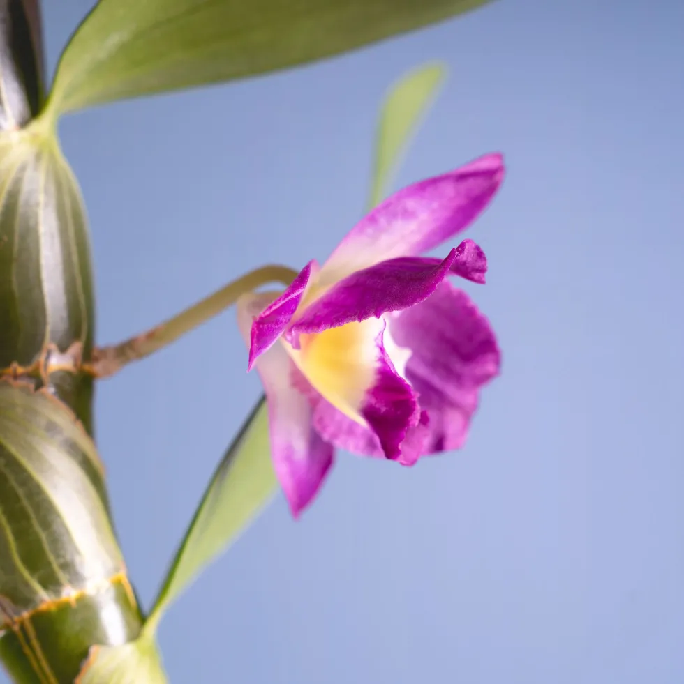 Orquídea Dendrobium nobile