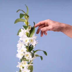 Orquídea Dendrobium nobile