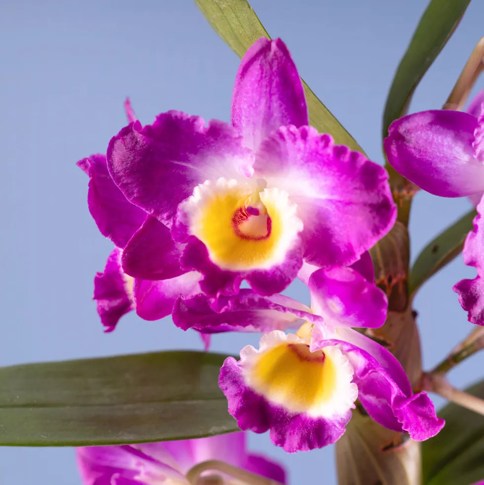 Orquídea Dendrobium nobile