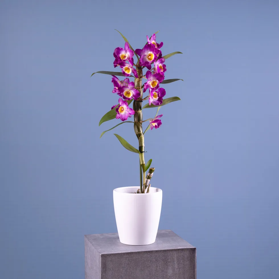 Orquídea Dendrobium nobile