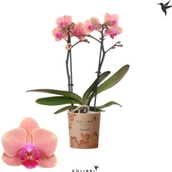 Orquídea Kolibri 'Jemen'