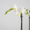 Orquídea Kolibri 'Sweeden'