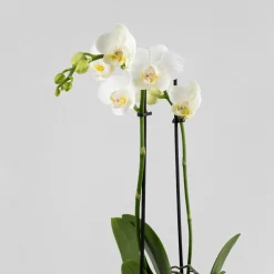 Orquídea Kolibri 'Sweeden'