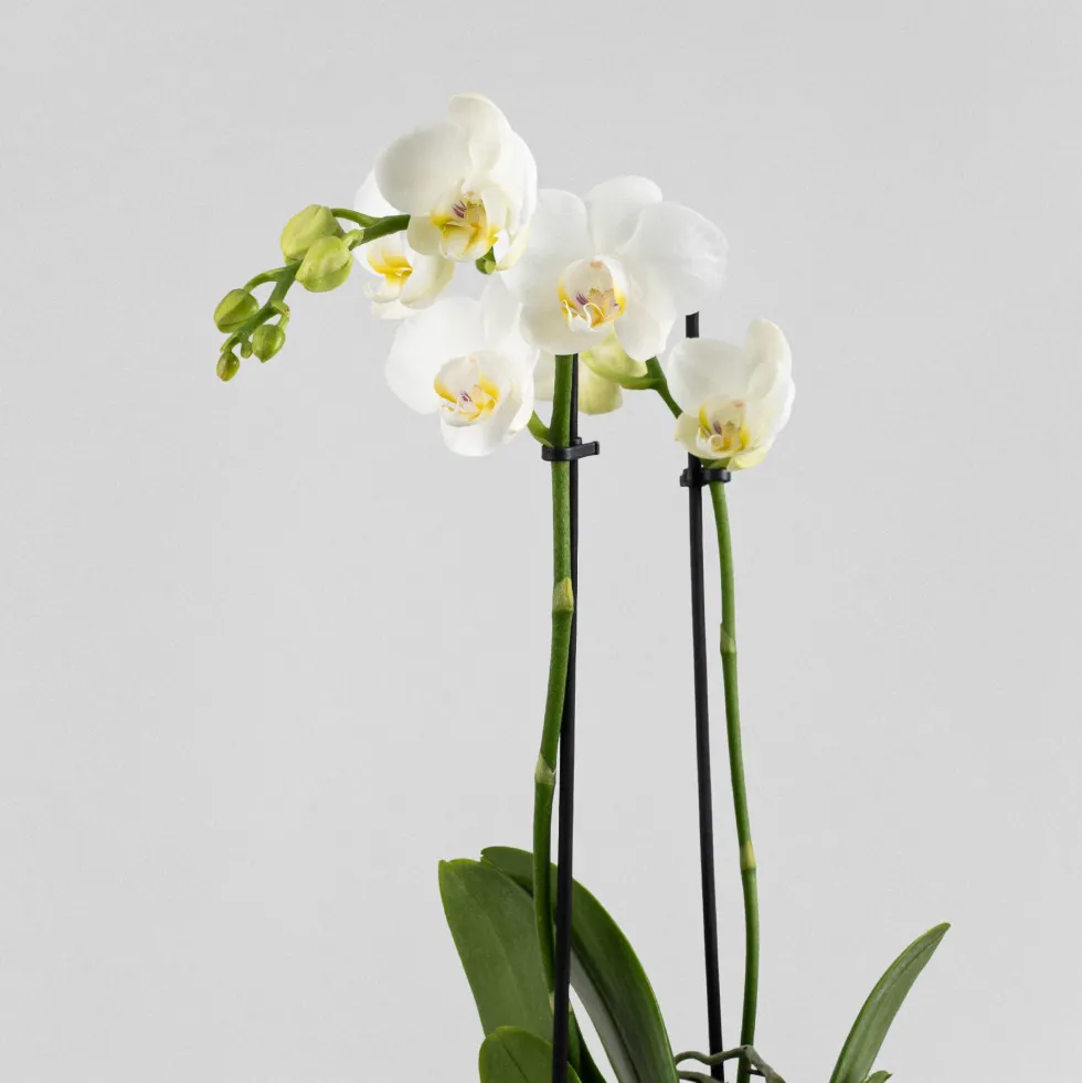 Orquídea Kolibri 'Sweeden'