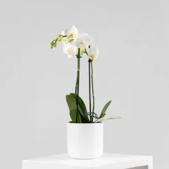 Orquídea Kolibri 'Sweeden'