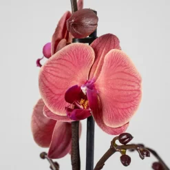 Orquídea Phalaenopsis 'Asian Coral'