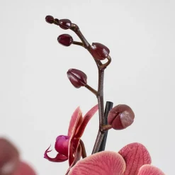 Orquídea Phalaenopsis 'Asian Coral'