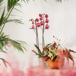 Orquídea Phalaenopsis 'Asian Coral'