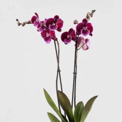Orquídea Phalaenopsis 'Benny Lembongan'
