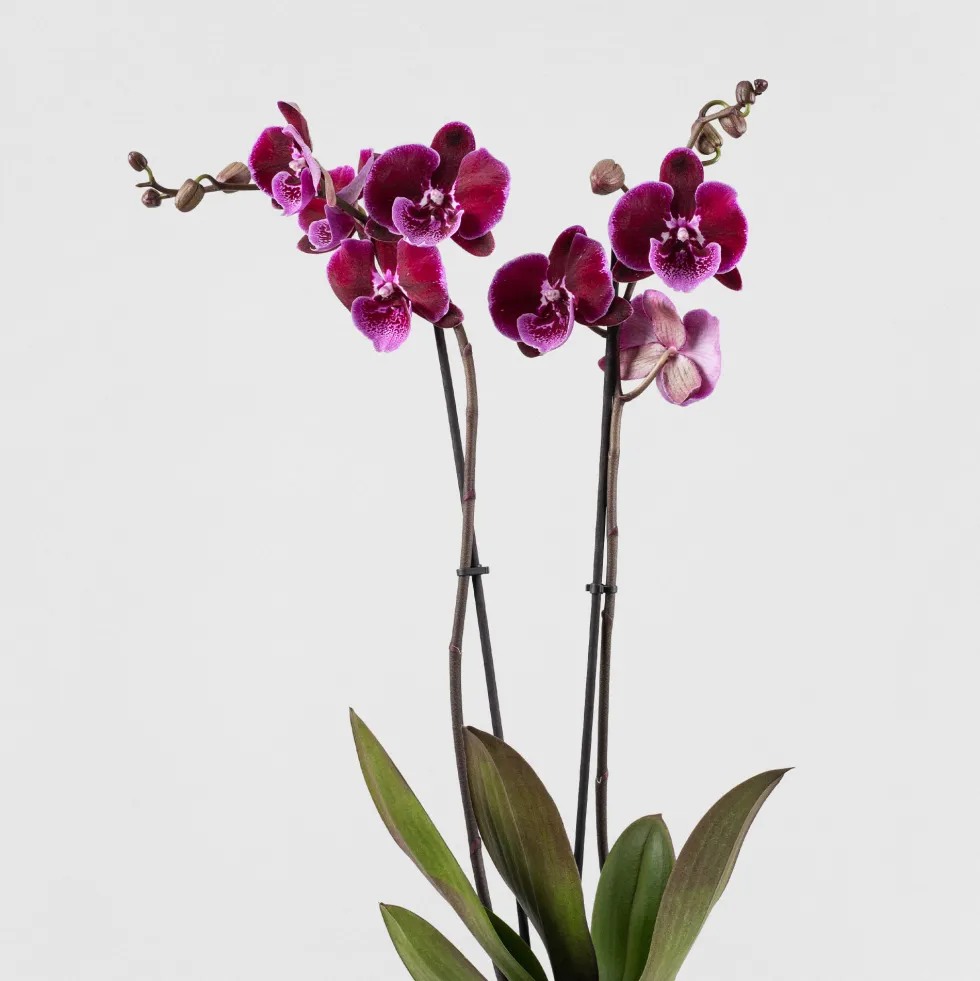 Orquídea Phalaenopsis 'Benny Lembongan'