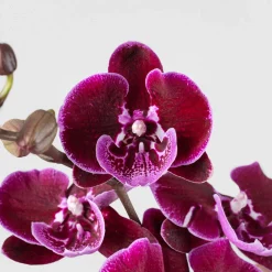 Orquídea Phalaenopsis 'Benny Lembongan'
