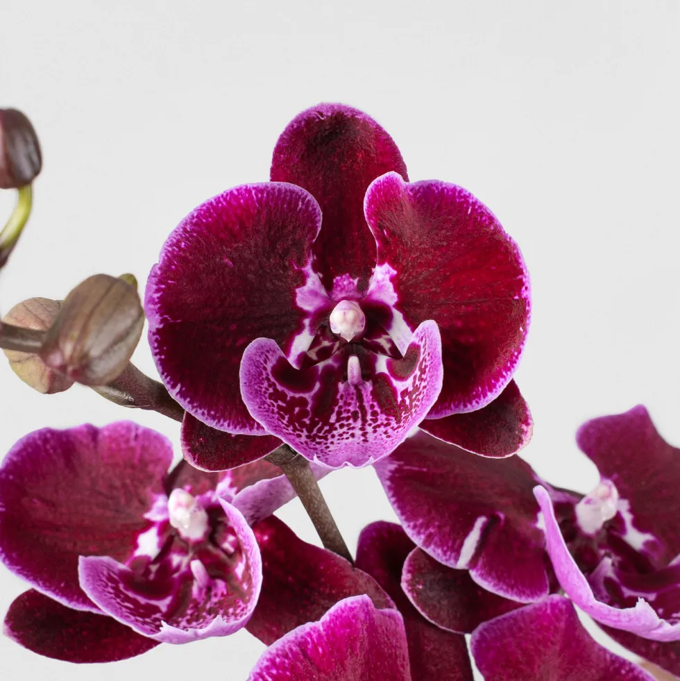 Orquídea Phalaenopsis 'Benny Lembongan'