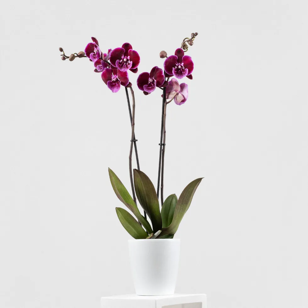 Orquídea Phalaenopsis 'Benny Lembongan'