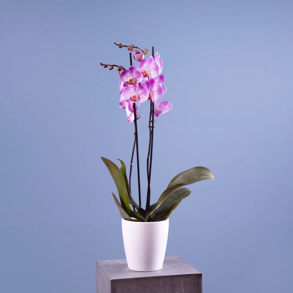 Orquídea Phalaenopsis 'Jillion'
