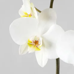 Orquídea Phalaenopsis 'Leeds'