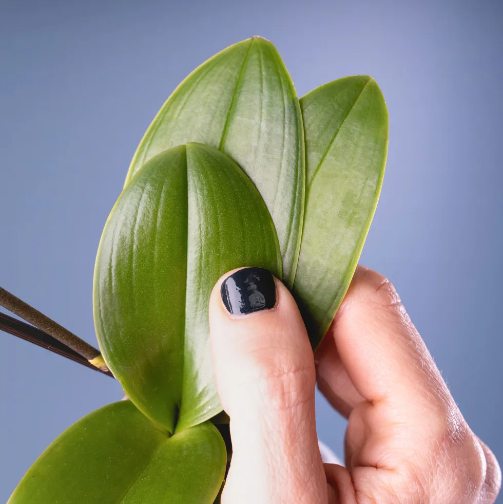 Orquídea Phalaenopsis Mini (varios colores)