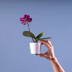 Orquídea Phalaenopsis Mini (varios colores)