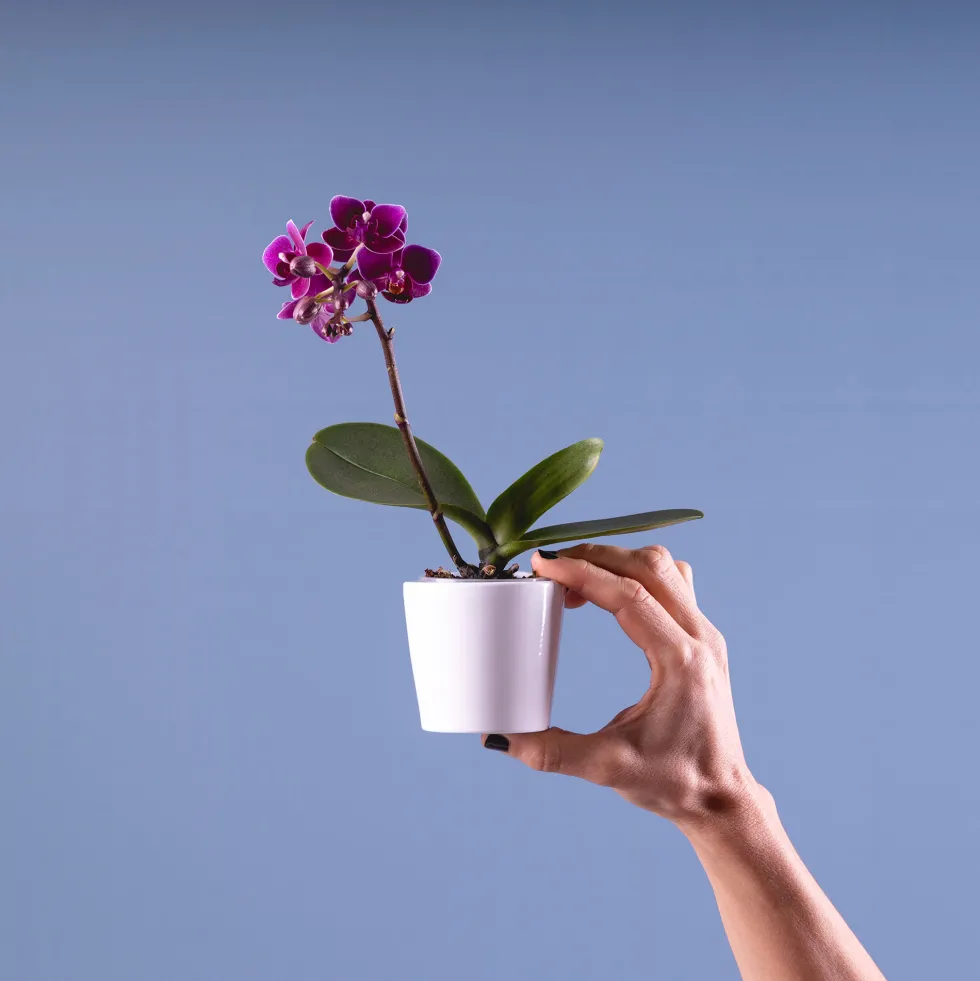 Orquídea Phalaenopsis Mini (varios colores)