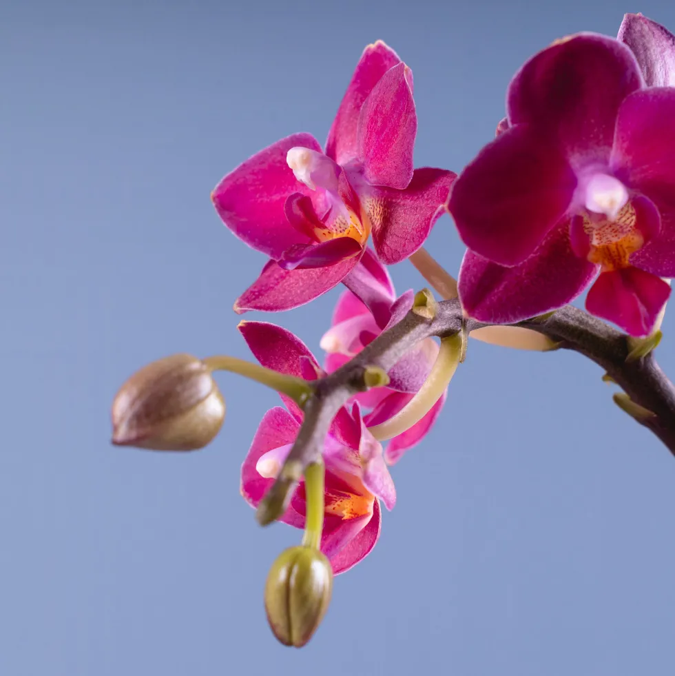 Orquídea Phalaenopsis Mini (varios colores)