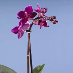 Orquídea Phalaenopsis Mini (varios colores)
