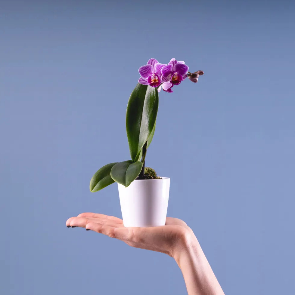Orquídea Phalaenopsis Mini (varios colores)