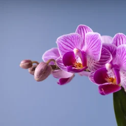 Orquídea Phalaenopsis Mini (varios colores)