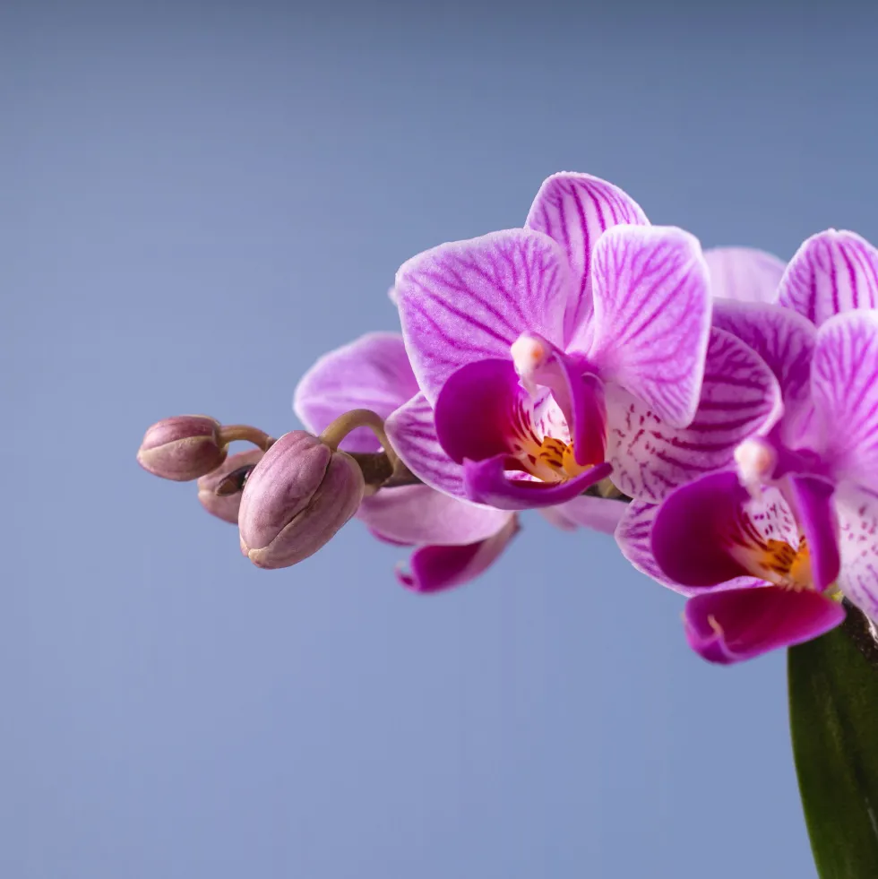 Orquídea Phalaenopsis Mini (varios colores)
