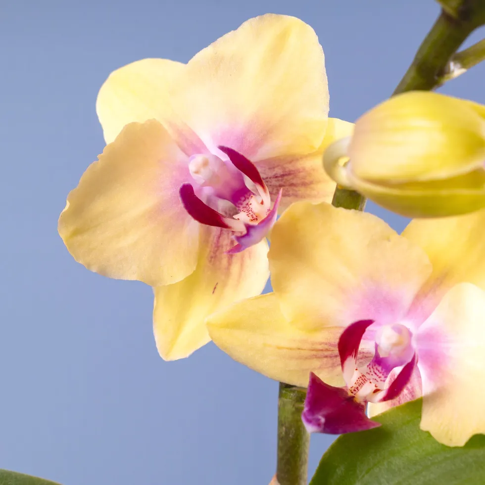 Orquídea Phalaenopsis Mini (varios colores)