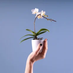Orquídea Phalaenopsis Mini (varios colores)