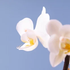 Orquídea Phalaenopsis Mini (varios colores)