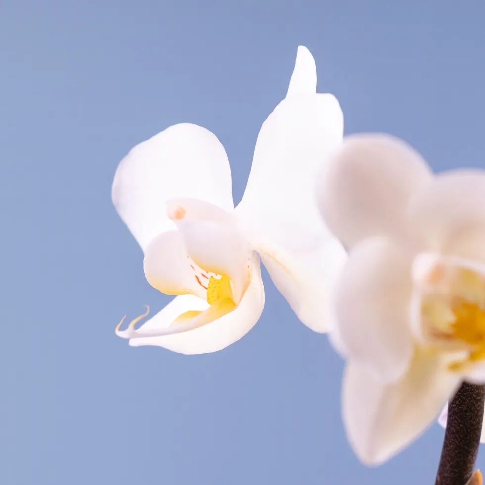 Orquídea Phalaenopsis Mini (varios colores)