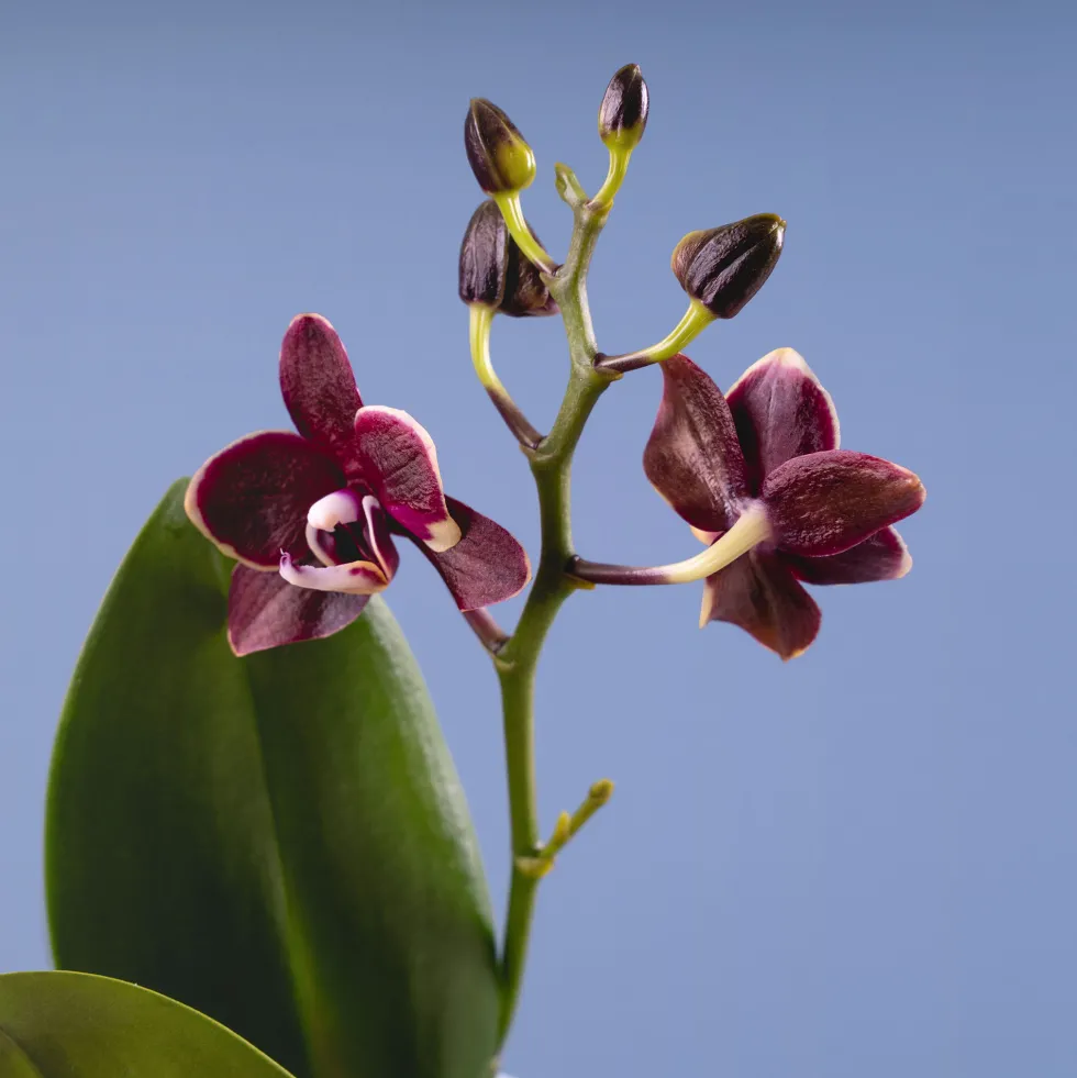 Orquídea Phalaenopsis Mini (varios colores)