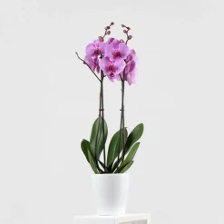 Orquídea Phalaenopsis 'Orlando'