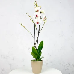 Orquídea Phalaenopsis 'Scarlion'