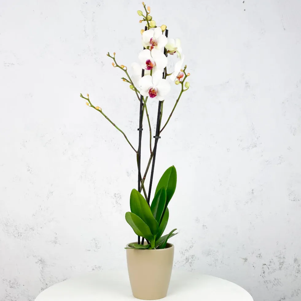 Orquídea Phalaenopsis 'Scarlion'
