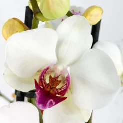 Orquídea Phalaenopsis 'Scarlion'