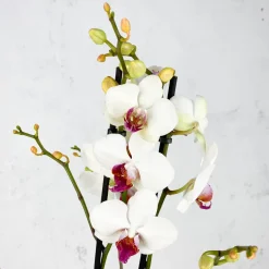 Orquídea Phalaenopsis 'Scarlion'