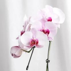 Orquídea Phalaenopsis 'Swan' rosa