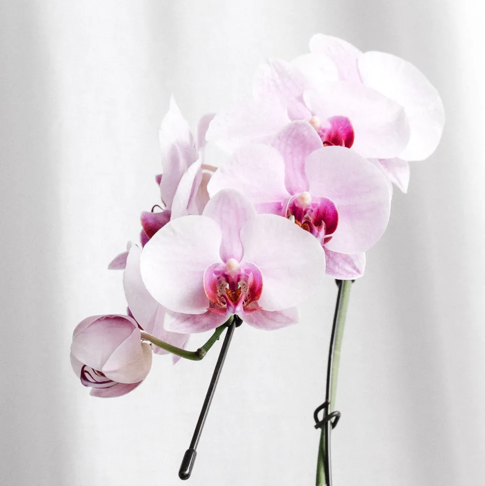 Orquídea Phalaenopsis 'Swan' rosa