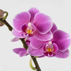 Orquídea Premium Phalaenopsis 'Duetto Friday Flirt'
