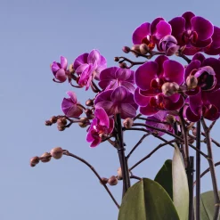 Orquídea Premium Phalaenopsis 'Bellissimo Amore'