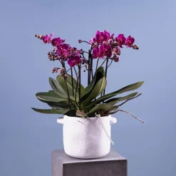 Orquídea Premium Phalaenopsis 'Bellissimo Amore'