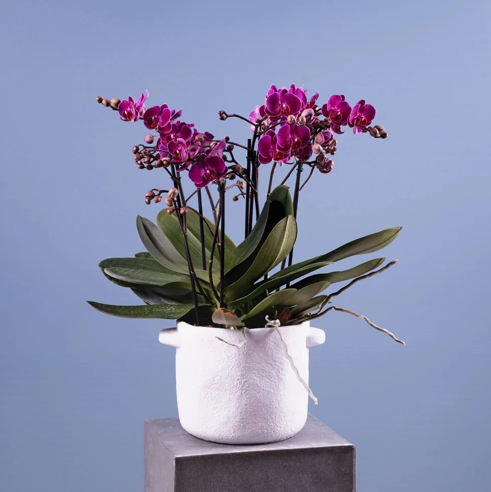 Orquídea Premium Phalaenopsis 'Bellissimo Amore'