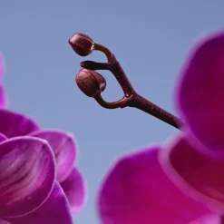 Orquídea Premium Phalaenopsis 'Bellissimo Amore'