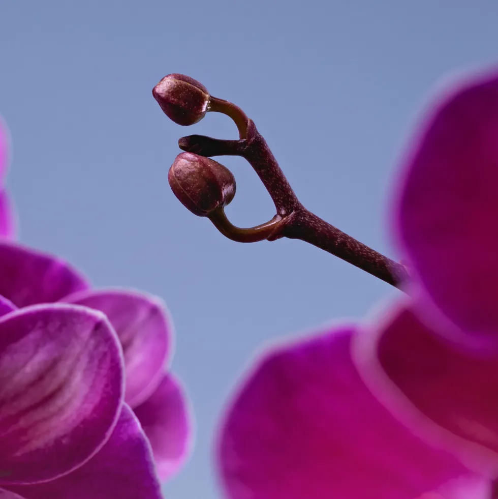 Orquídea Premium Phalaenopsis 'Bellissimo Amore'