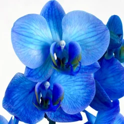 Orquídea Premium Phalaenopsis 'Royal Blue'