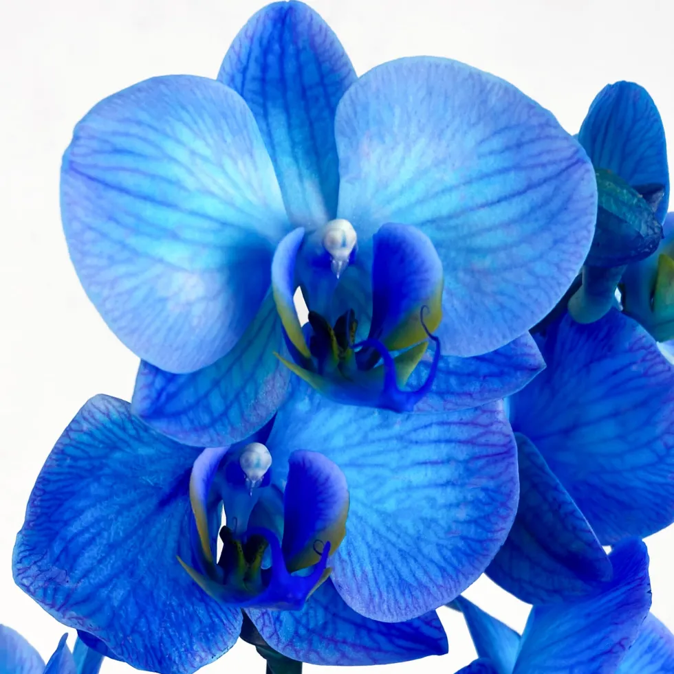 Orquídea Premium Phalaenopsis 'Royal Blue'